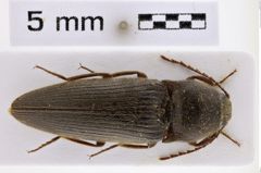 Foto (Dorsalansicht) von Melanotus jiangi (Platia, 2005) (NHMW-ZOO-COL-0007739)